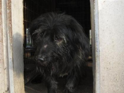 Blacky eine der 12 Hundeseelen. Er ist ein kleiner Clown von der Welt kennt