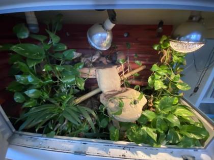 Wunderschönes Terrarium mit 2 Kornnattern 0. 0. 2. abzugeben