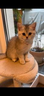 Reinrassige Britisch Kurzhaar Katzenbabys suchen ein schönes zuhause