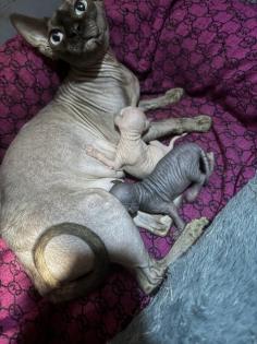 Sphynx Kitten mit Stammbaum vom Züchter RESERVIERUNG