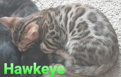 Reinrassige exklusive Bengalkitten