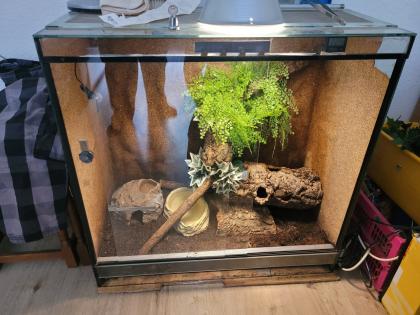 Königspyton inkl Terrarium und Zubehör