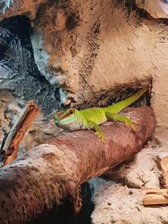 Madagasgar Taggecko