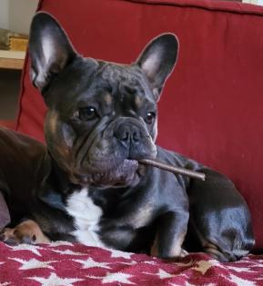 Französische Bulldoggen Baby, s