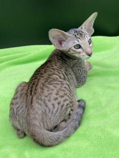 OKH/Siam Katerchen mit Stammbaum