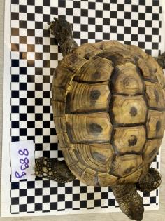 Adulte. männl. Landschildkröte