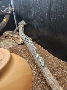 Boa Constrictor Imperator