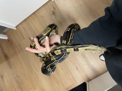 2 Boa Constrictor Imperator Mädels abzugeben