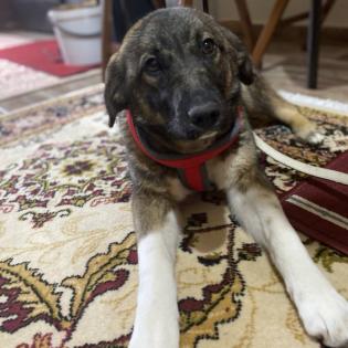 Sandra / Status sucht ein Zuhause