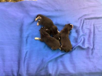 Sibirien Husky Baby zu Verkaufen