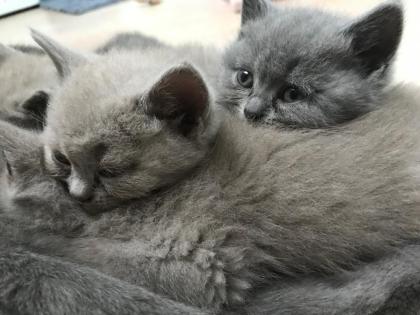 Zauberhafte BKH Kitten