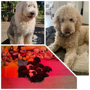 Sheepadoodle Welpen