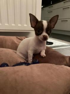Chihuahua Welpen Mini