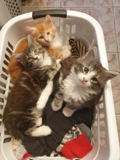 Prächtige Maine Coon Kitten
