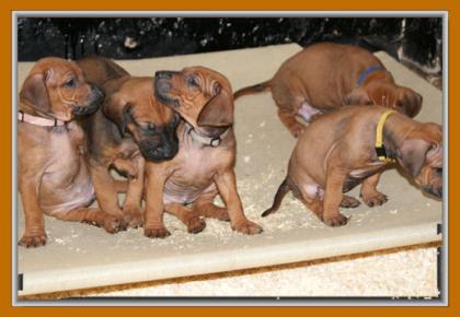 Reinrassige Rhodesian Ridgeback Welpen