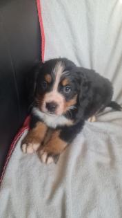 Berner Sennen Welpen