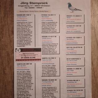 Brieftauben Jungtauben 2024 - mehrmaliger RV-Meister