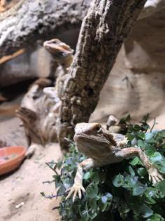 Bartagame Jungtiere abzugeben