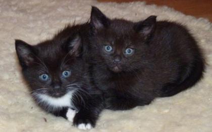 Flaschenbaby MAINE COON MIX Kitten schwarz/ weiß sucht ab sofort