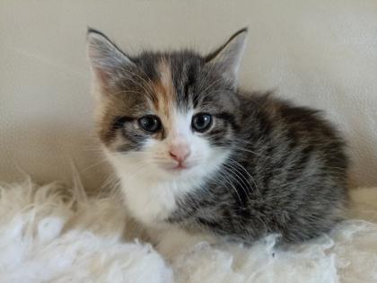 Glückskätzchen, Kleine Kätzchen, Kitten