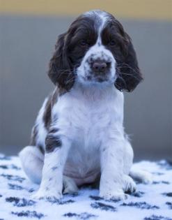 English Springer Spaniel Welpen mit Papiere