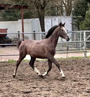 Jährlings/ Stute Warmblut von Clarcon