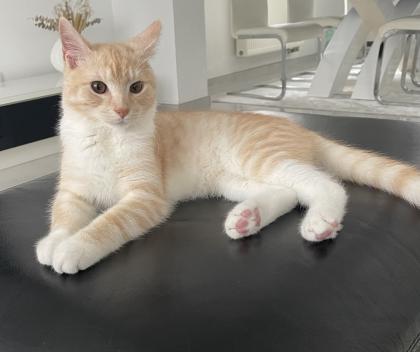 Kater abzugeben europäische Kurzhaar