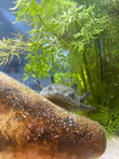 Axolotl 2 Stück oder einzeln
