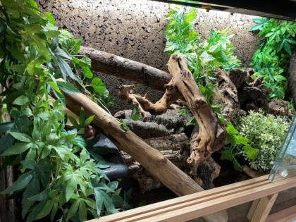 Königspython inklusiveTerrarium