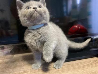 Bildhübsche reinrassige BKH Kitten in Blau