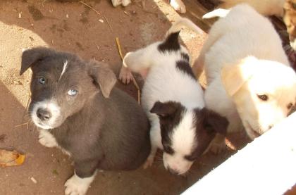 5 Mischlings Welpen suchen ein schönes Zuhause