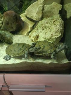 2 Höckerschildkröten