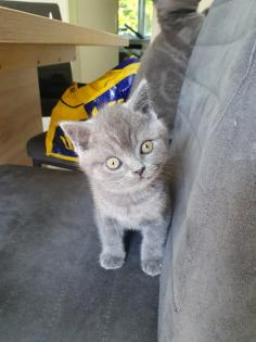 Bkh Katzen zu verkaufen