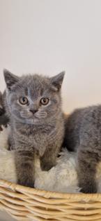 Bkh- kitten Bkh-kitten