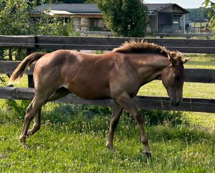 Quarter Horse Hengstfohlen