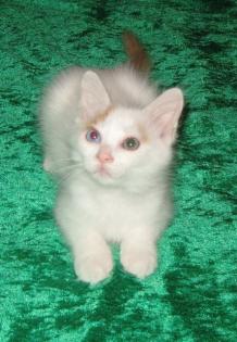 Türkisch Van Kitten weiblich und männlich