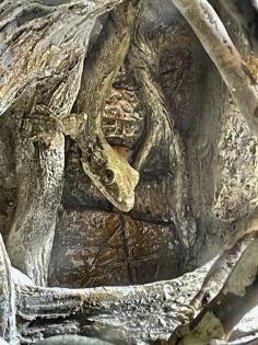 Faltengecko/ Ptychozoon Lionotum