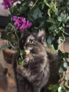 Katze Dori sucht ein liebevolles Zuhause