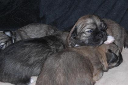 Tibet-Spaniel Welpen aus Hobbyzucht