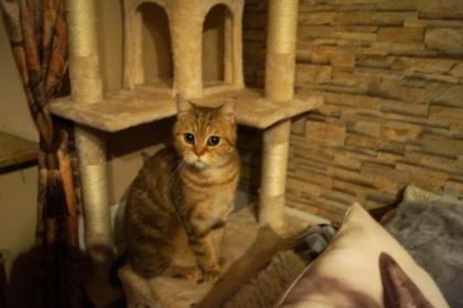 BKH Kater 1, 5 Jahre abzugeben