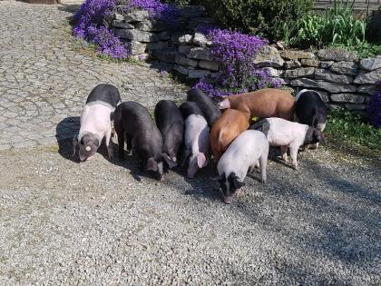 Ferkel Dreirassenkreuzung Schweine Schwäbisch-Hällisch, Duroc, Pit