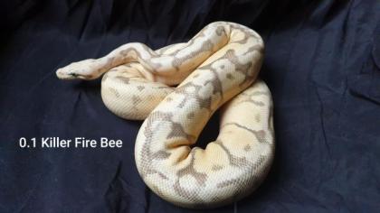Python Regius Bestandsverkleinerung