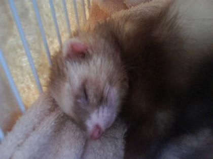 Frettchen Männchen zum Decken meiner Fähe gesucht