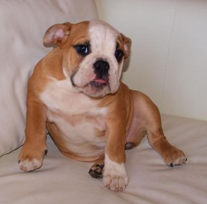Englische Bulldogge Welpen, English Bulldog puppies sired by Inter Champion