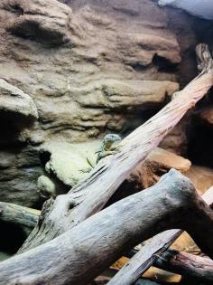 Stachelschwanzwaran Varanus acanthurus männlich, ca. 5 Jahre alt