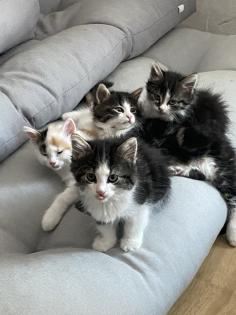Unsere süßen Katzenbabys suchen ab Ende August ein neues Zuhause mit viel Auslauf