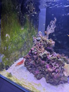 Meerwasser Aquarium