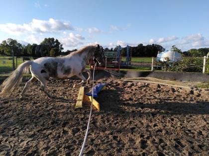 Wunderschöne Appaloosa Mix Stute