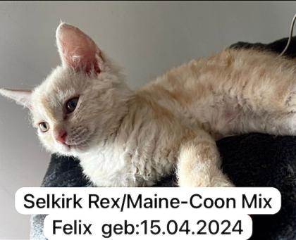 4 zuckersüße Selkirk Rex/ Main-Coon Mix Kitten