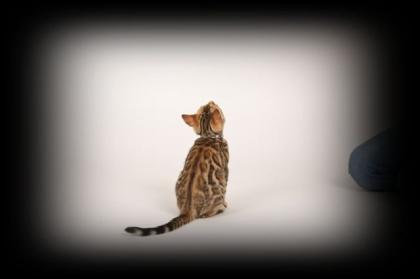 Katzen ür Allergiker, 2 Bengal Mädchen zucht o. Liebhabertiere